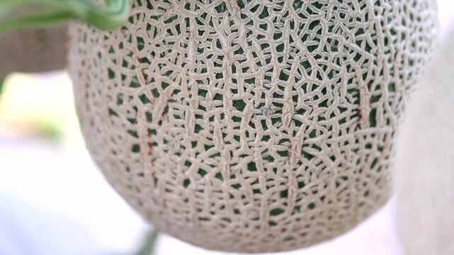 Fresh melon fruit slicing hand agriculture harvesting market kitchen food ingredient k food 신선 멜론 과일 손질 손 농업 수확 재배 농가 한국 음식 식재료 디저트 메론 마켓 주방 요리 과육