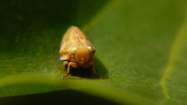Extreme Macro Close-up of a Small Brown Treehopper Insect Perched on a Vibrant Green Leaf