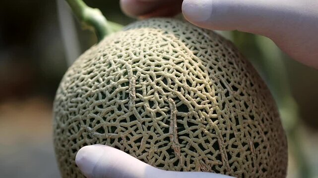 Melon slice fresh fruit hand touch farming harvesting agriculture food ingredient k fruit 멜론 과일 조각 신선 손 터치 농사 재배 수확 농업 한국 멜론 식재료 디저트 식품 메론 참외