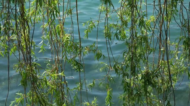 Klimaerw&auml;rmung im Sommer, Pflanzen &Ouml;kosystem bei hei&szlig;en Temperaturen und starker Sonneneinstrahlung, Klimaanf&auml;lligkeit bei einheimische Weiden B&auml;umen in Europa