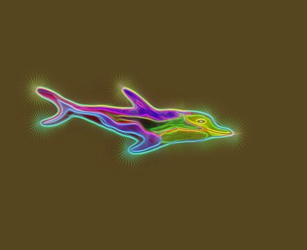 Dolphin