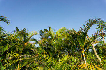 Fototapeta premium Beautiful green areca palm leaves pattern with bright sky background.