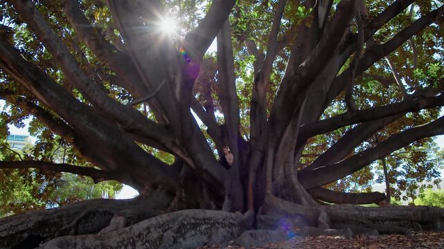 A girl enjoys music while sitting on a big tree in a park filled with sunlight and strong branches around her.
