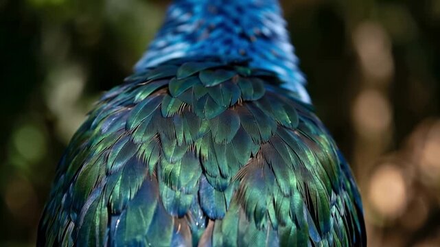 Slow motion tracking pan of iridescent parrot back feathers revealing shimmering plumage in jungle canopy close up daytime tropical habitat study