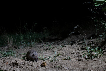 European hedgehog (Erinaceus europaeus) sniffing a fallen fig fruit at night, Abruzzo, Italy. © vinx83