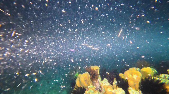Swimming marine worm glides over coral and crinoids in Indonesia at night, illuminated by diver&rsquo;s flashlight. Unique nocturnal life emerges in the calm depths of the tropical reef.