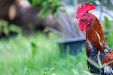 rooster on the farm © Wa