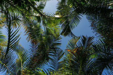 Fototapeta premium Looking up through lush green tropical palm trees canopy under the blue sky.