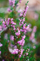 Obraz premium Heather flowers, a natural background of delicate purple blossoms and surrounding greenery