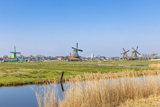Zaandam, Netherlands. Picturesque rural view featuring tall dry grass, a water canal, and historical windmills stretching across the flat horizon at Zaanse Schans.