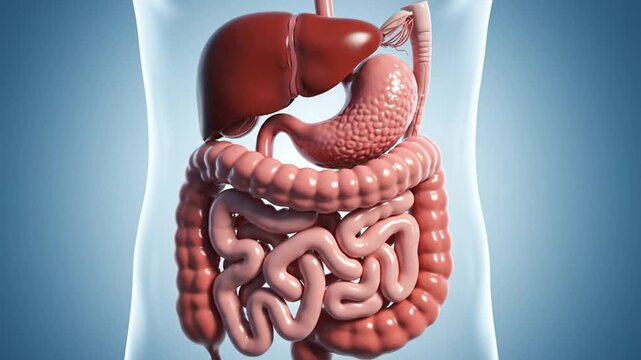 Anatomical 3D model of human liver and stomach organs.