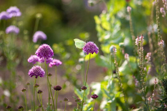 Close up of butterfly collecting nectar on purple scabiosa blooming in summer garden. Pollinator friendly flowers attract insects.
