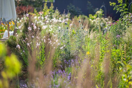 Naturalistic garden design. Blue echinops blooming by gaura, lavender, ornamental grasses. Summer landscape with perennial flowers