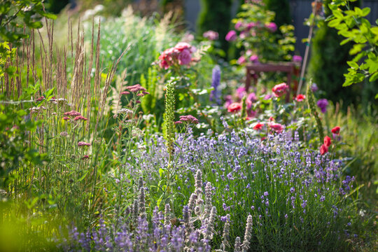 Naturalistic garden design. Roses, lavender, ornamental grasses, stachys, achillea. Summer landscape with perennial flowers