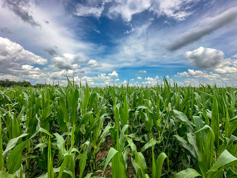 Vibrant green corn plants in a farm field under a blue sky dotted with white clouds
