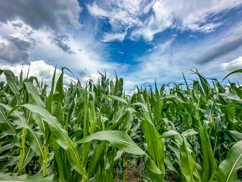 Vibrant green corn plants in a farm field under a blue sky dotted with white clouds