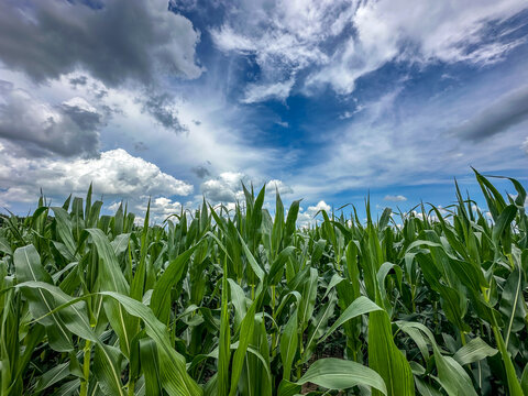 Vibrant green corn plants in a farm field under a blue sky dotted with white clouds