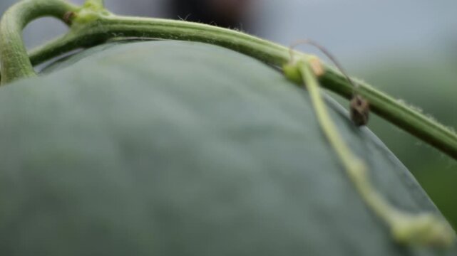 South Korea Gwangju Mudeungsan watermelon giant green giant watermelons local premium fruit / 광주 무등산 수박 특산물 진초록 대형 수박 품질 인증 스티커 정품 전시 진열 재배 농가 농산물 과일 미식 지리 특산품