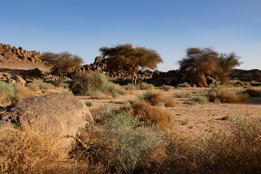 Algeria, Sahara, Desert, Arid, dry, hoggar, mountains, trekking, hiking, outdoor, akazia, tree, thorns