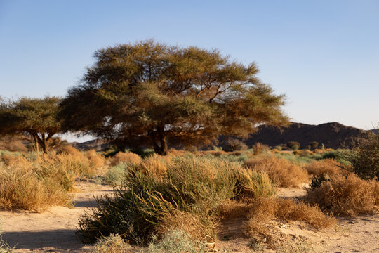 Algeria, Sahara, Desert, Arid, dry, hoggar, mountains, trekking, hiking, outdoor, akazia, tree, thorns
