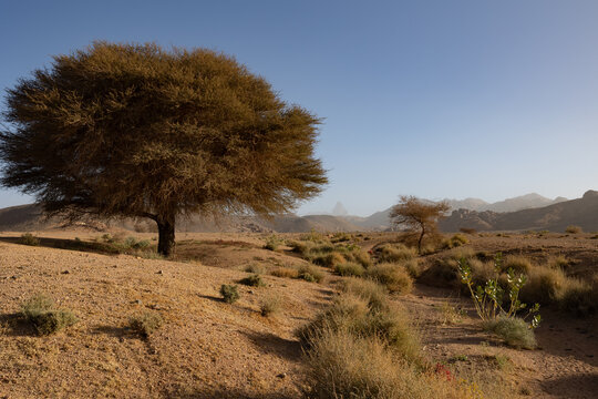 Algeria, Sahara, Desert, Arid, dry, hoggar, mountains, trekking, hiking, outdoor, 