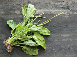 Fresh Plantain Leaves with Roots on Wooden Surface © vaivirga