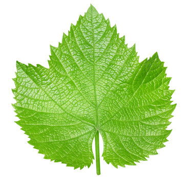 Organic grape leaf close up. Grape leaf isolated on white background with clipping path