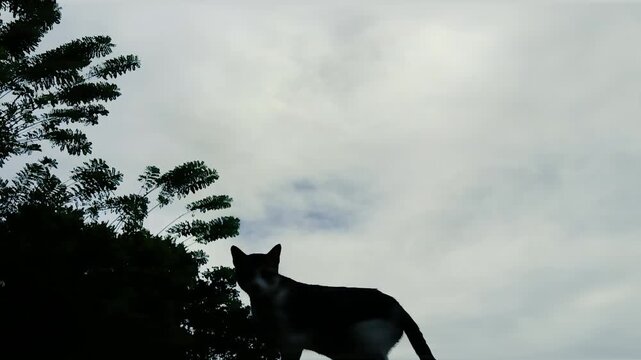 Low angle silhouetted view of a stray cat standing outdoors against a bright sky