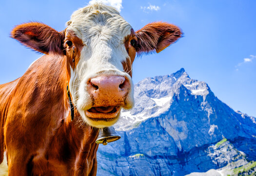 cow at the valley in austria - alpe eng