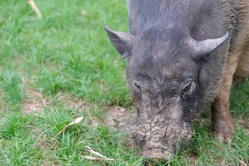 wild boar in nature © Wa