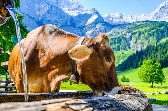 cow at the valley in austria - alpe eng