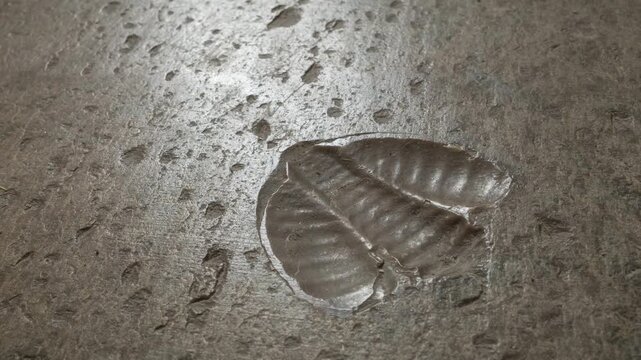 Slow zoom of trilobite fossil embedded in a stone floor, showcasing detailed segmentation and natural texture. Ancient marine arthropod, discovered in church in V&auml;ster&aring;s, Sweden