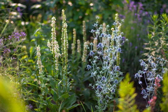 Naturalistic garden design. Eryngium planum blooming by verbascum chaixii, verbena hastata. Summer blooming perennial flowers