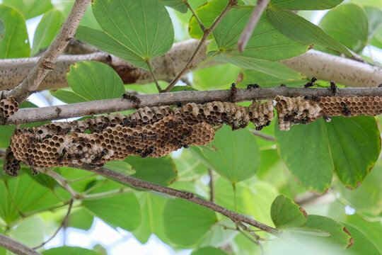 bee on a tree