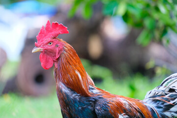 rooster on the farm © Wa