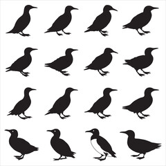 Fototapeta premium Murre Bird Silhouette Clip Art