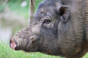 wild boar pig © Wa