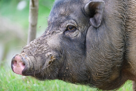 wild boar in forest