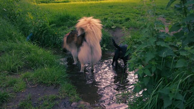 Husky and black dog plays in freshwater spring rippling water