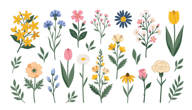 Botanical wildflower and garden blossom vector collection. Elegant floral elements with tulips, roses, daisies, leaves, stems, cornflowers and spring bouquets.