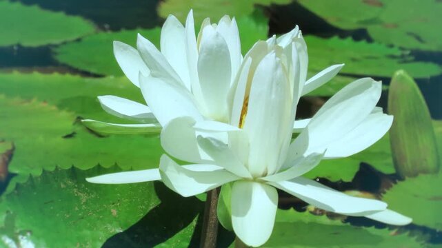  white water lily nymphaea flowers in the wind