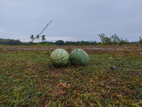 Pair of fresh watermelons with stems on grass field at morning