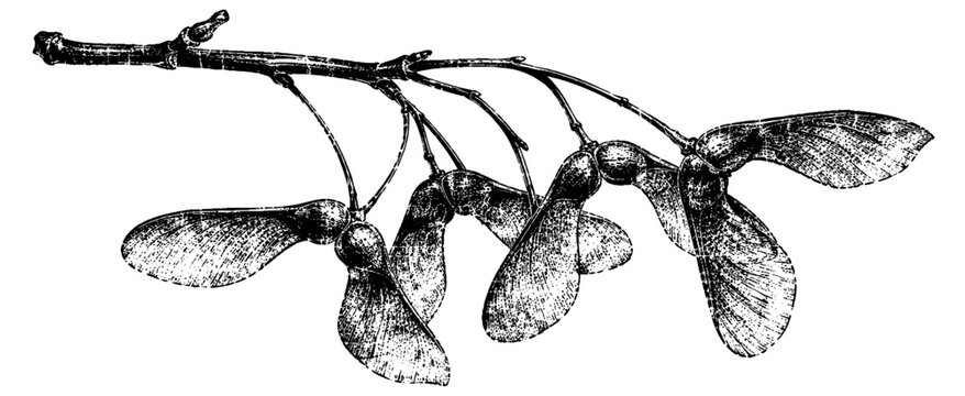 Detailed botanical engraving of a mistletoe branch with berries and broad leaves, highlighting classic natural history artwork and seasonal woodland plants.