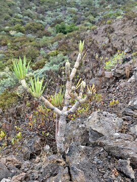 Kleinia Neriifolia auf La Palma