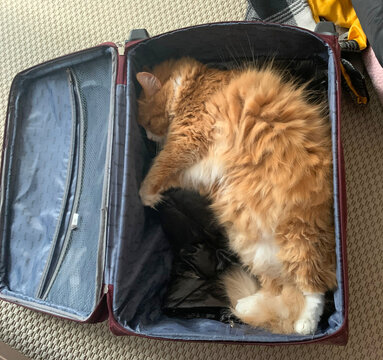 Cute ginger cat sleeping in a suitcase