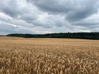 Naklejka premium field of wheat and blue sky