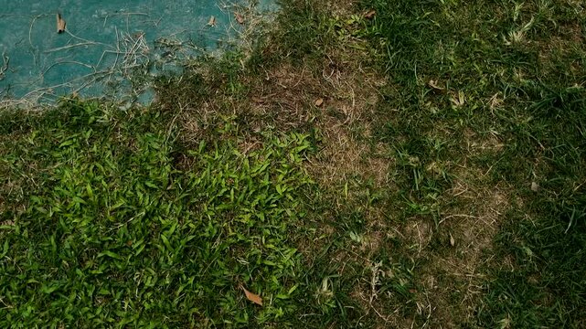 Grassy bank edge bordering clear blue pond water top view shot