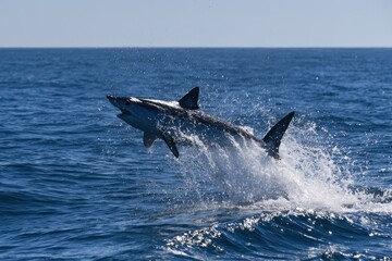 Fototapeta premium Open-water portrait of a shortfin mako shark in motion, spray and shimmering horizon