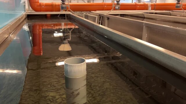 Trout farm. Business. Trout farming. Raising trout from egg to large fish. Trout fry in a tank