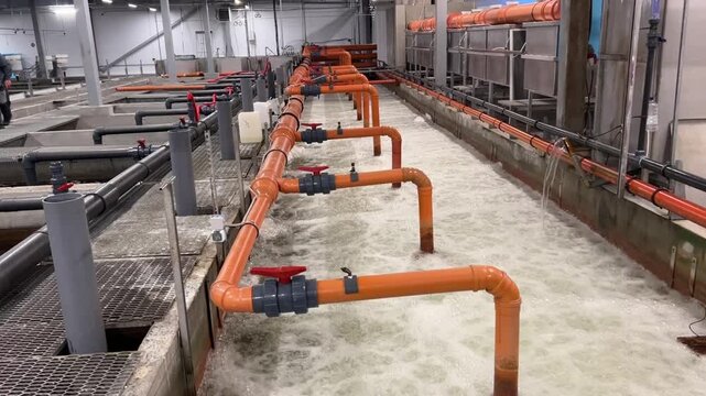Trout farm. Business. Trout farming. Raising trout from egg to large fish
